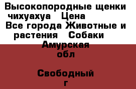 Высокопородные щенки чихуахуа › Цена ­ 25 000 - Все города Животные и растения » Собаки   . Амурская обл.,Свободный г.